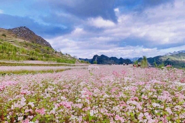 temporada-de-flores-de-trigo-sarraceno-de-ha-giang-768x513